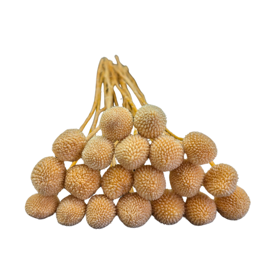 Preserved Billy Button, 20 stems, 50cm, Peach