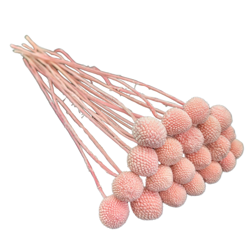Preserved Billy Button, 20 stems, 50cm, Pink