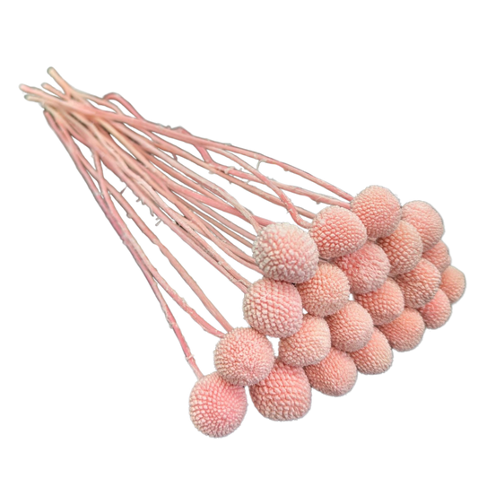 Preserved Billy Button, 20 stems, 50cm, Pink