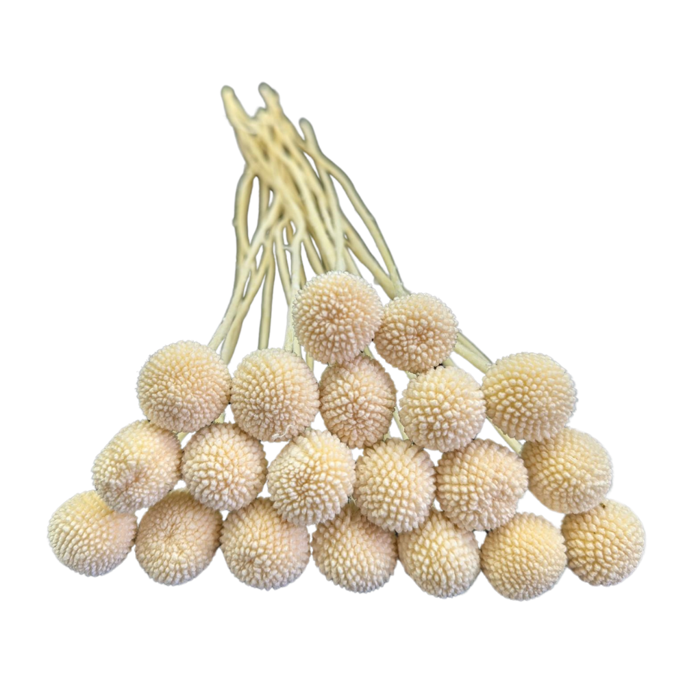 Preserved Billy Button, 20 stems, 50cm, White