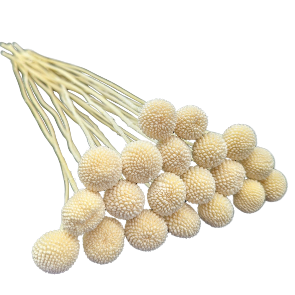 Preserved Billy Button, 20 stems, 50cm, White