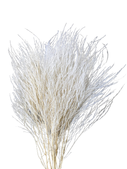 Preserved Tiki Fern, 10 stems, 55cm, Cream