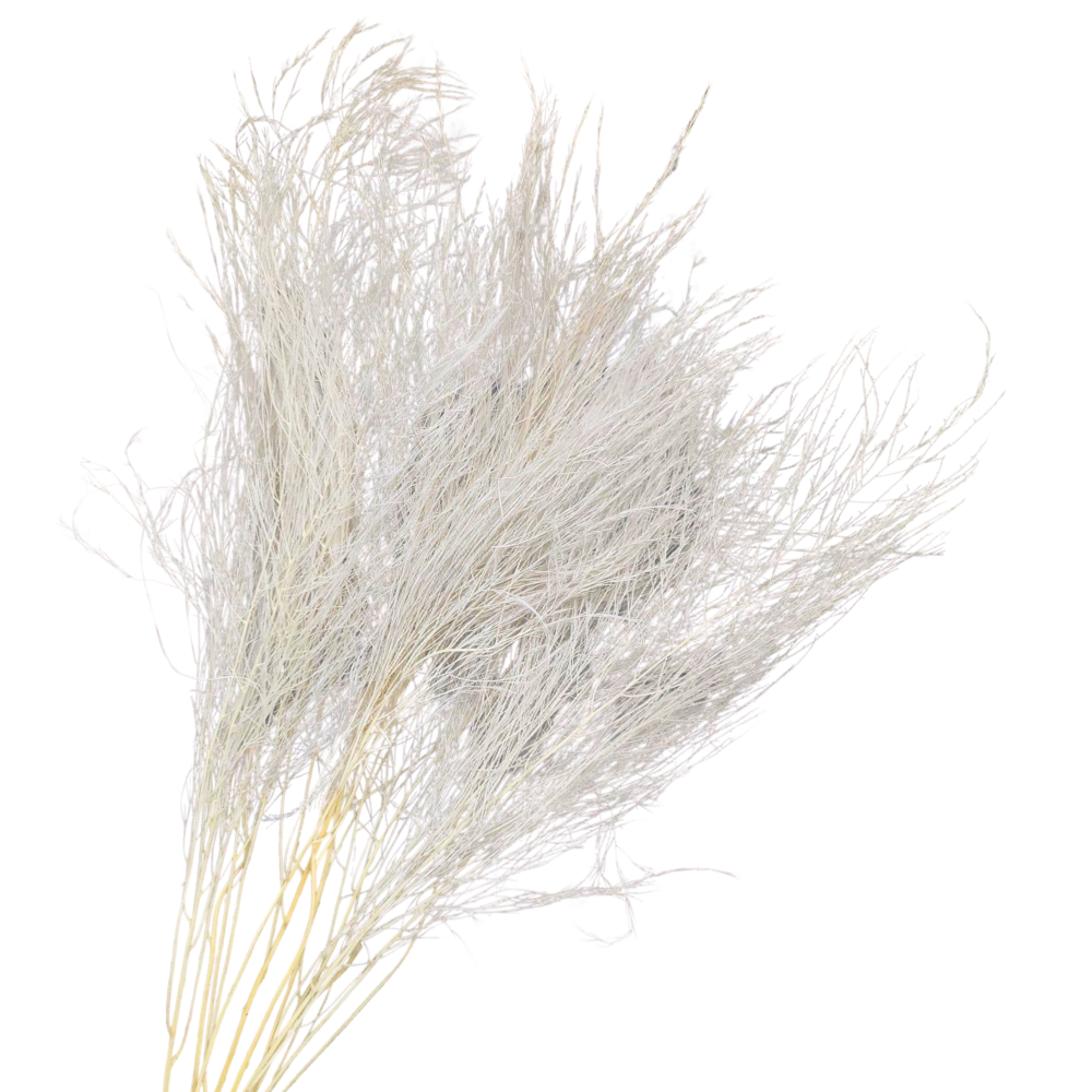 Preserved Tiki Fern, 10 stems, 55cm, Cream