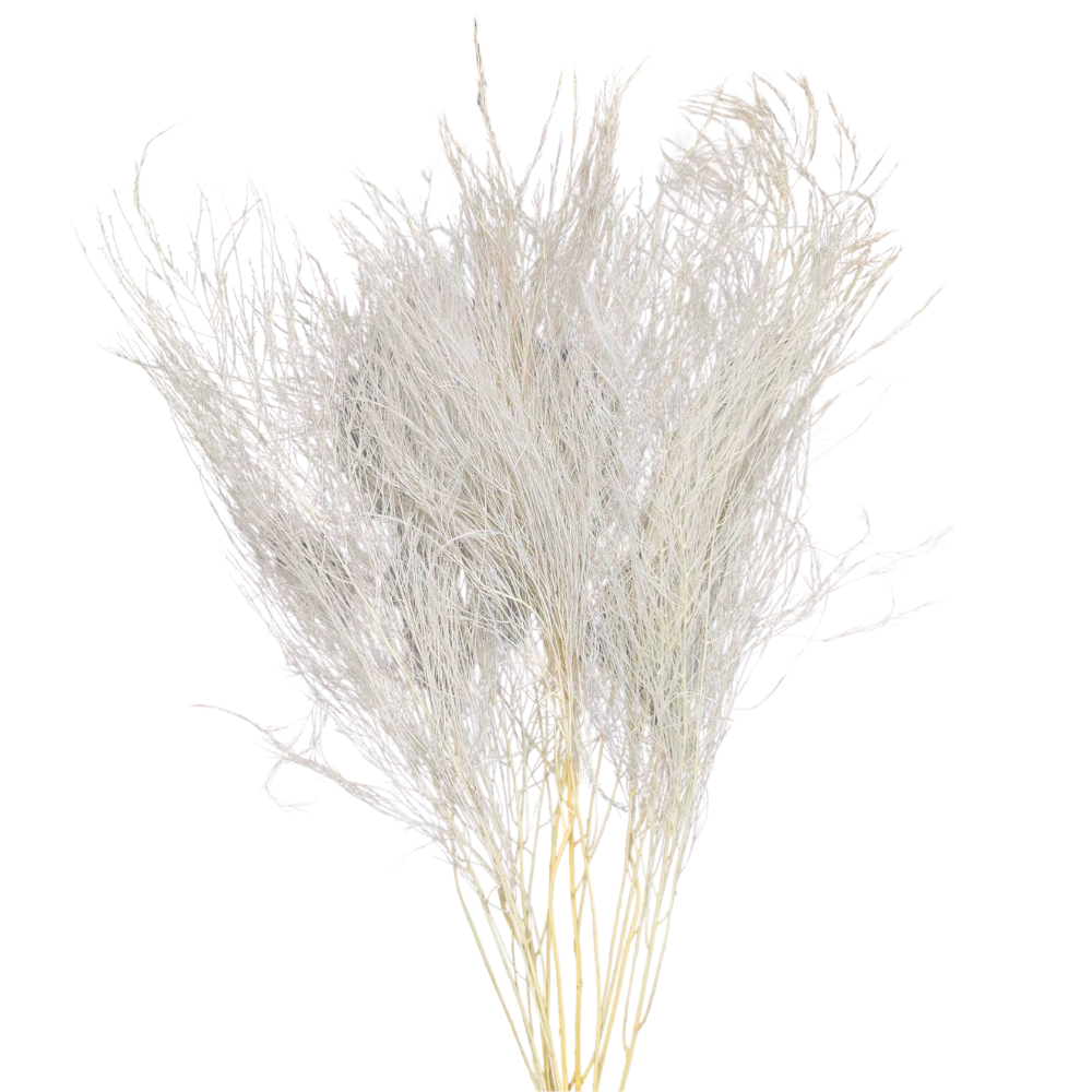 Preserved Tiki Fern, 10 stems, 55cm, Cream