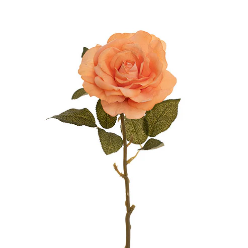 Event Velvet Rose Short Stem Apricot (11cmDx35cmH)