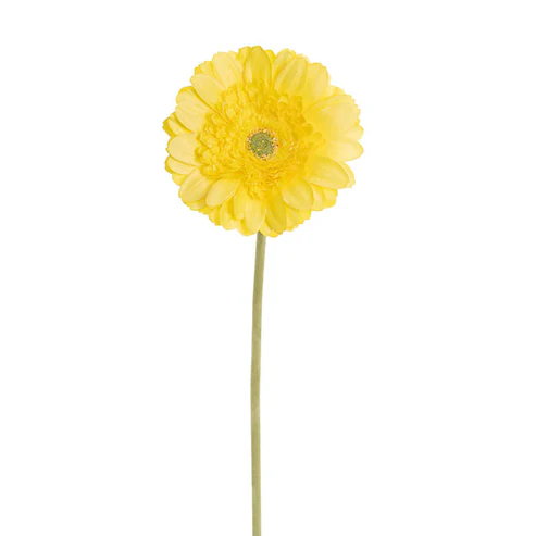 Gerbera Revolution Stem Yellow (13cmDx65cmH)