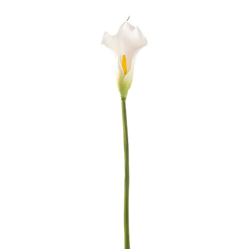 Calla Lily Real Touch White (8cmWx61cmH)