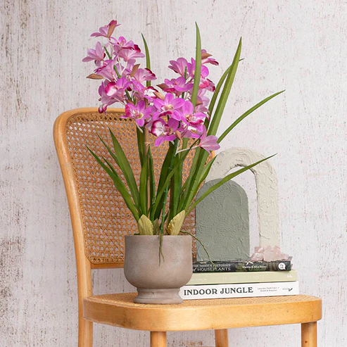 Dendrobium Orchid Real Touch 3 Stem Potted Magenta (61cmH)