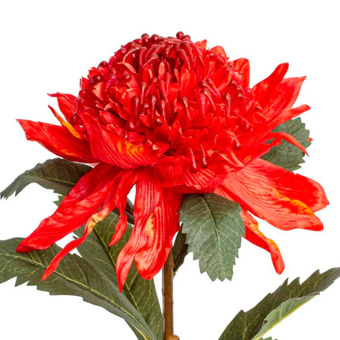 Native Waratah Red (18cmDx80cmH)